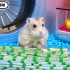 小仓鼠大冒险：小仓鼠闯关下水道，竟意外发现堆满钞票的山洞！