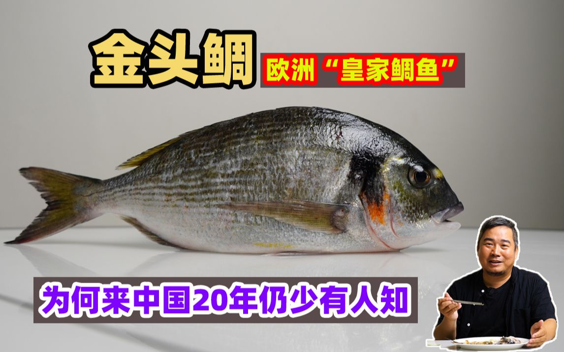 金头鲷，被誉为欧洲皇家鲷鱼的海中珍宝，为何来中国20年仍少有人知