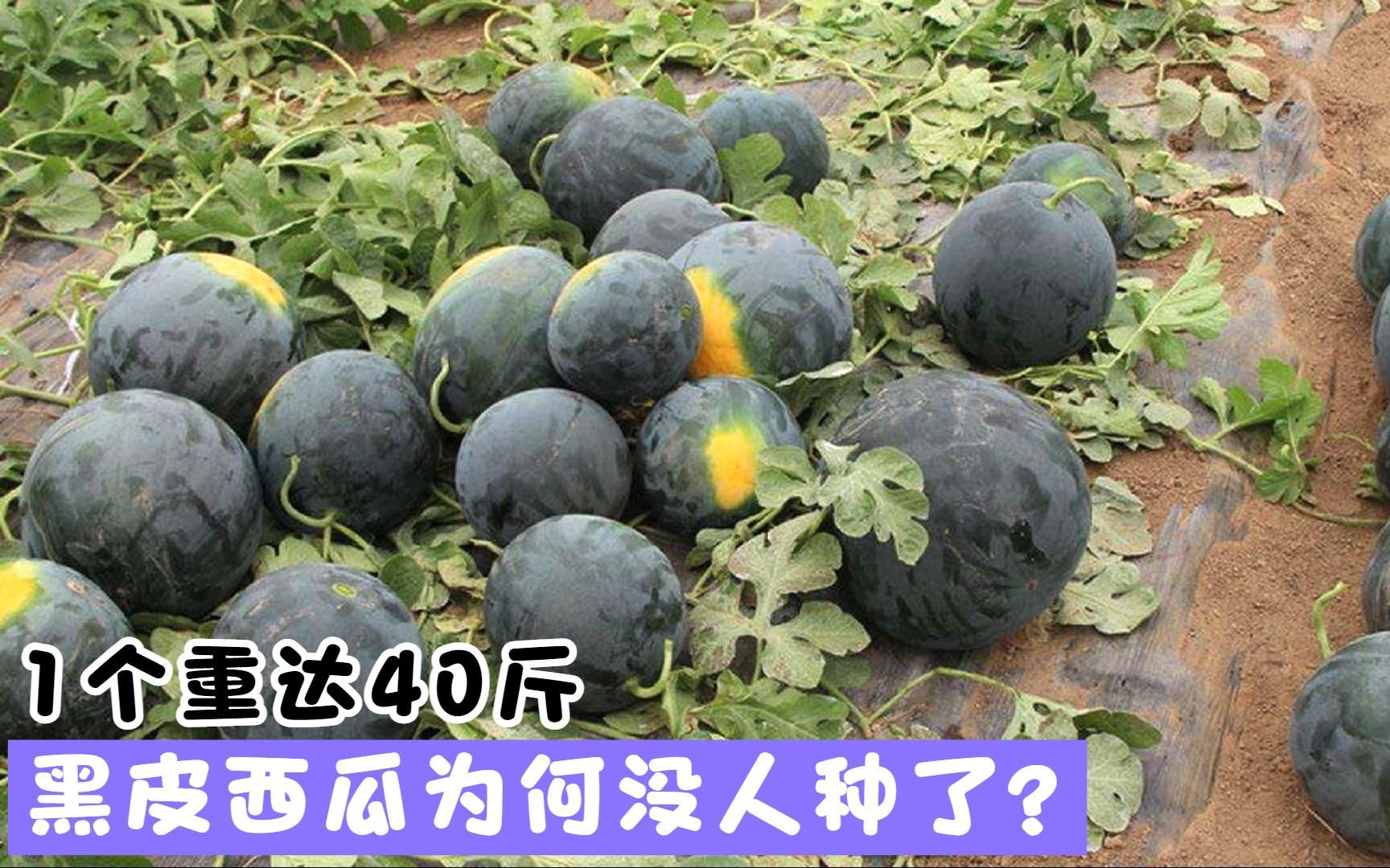 1个重达40斤，10年前满大街的黑皮西瓜，为何没人种了？
