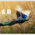 【绿孔雀|混剪】孔雀辞-在中国仅剩300只的绿孔雀