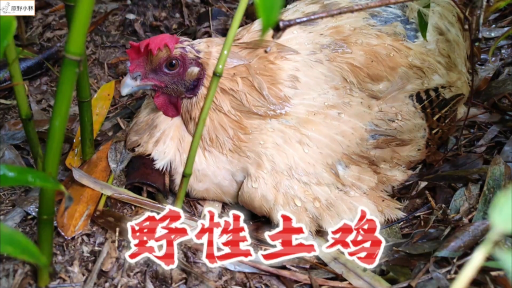 野性是土鸡的本性，在野外下蛋孵小鸡那是风雨无阻