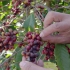 咖啡产季看咖啡-从咖啡果子看咖啡为什么需要遮阴树？-纯干货分享系列