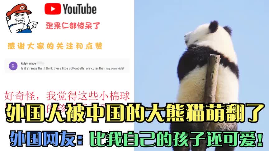 外国人被中国的大熊猫萌翻了 外国网友 比我自己的孩子还可爱！