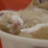 【纪录片】岩合光昭的猫步走世界 之「佐賀」