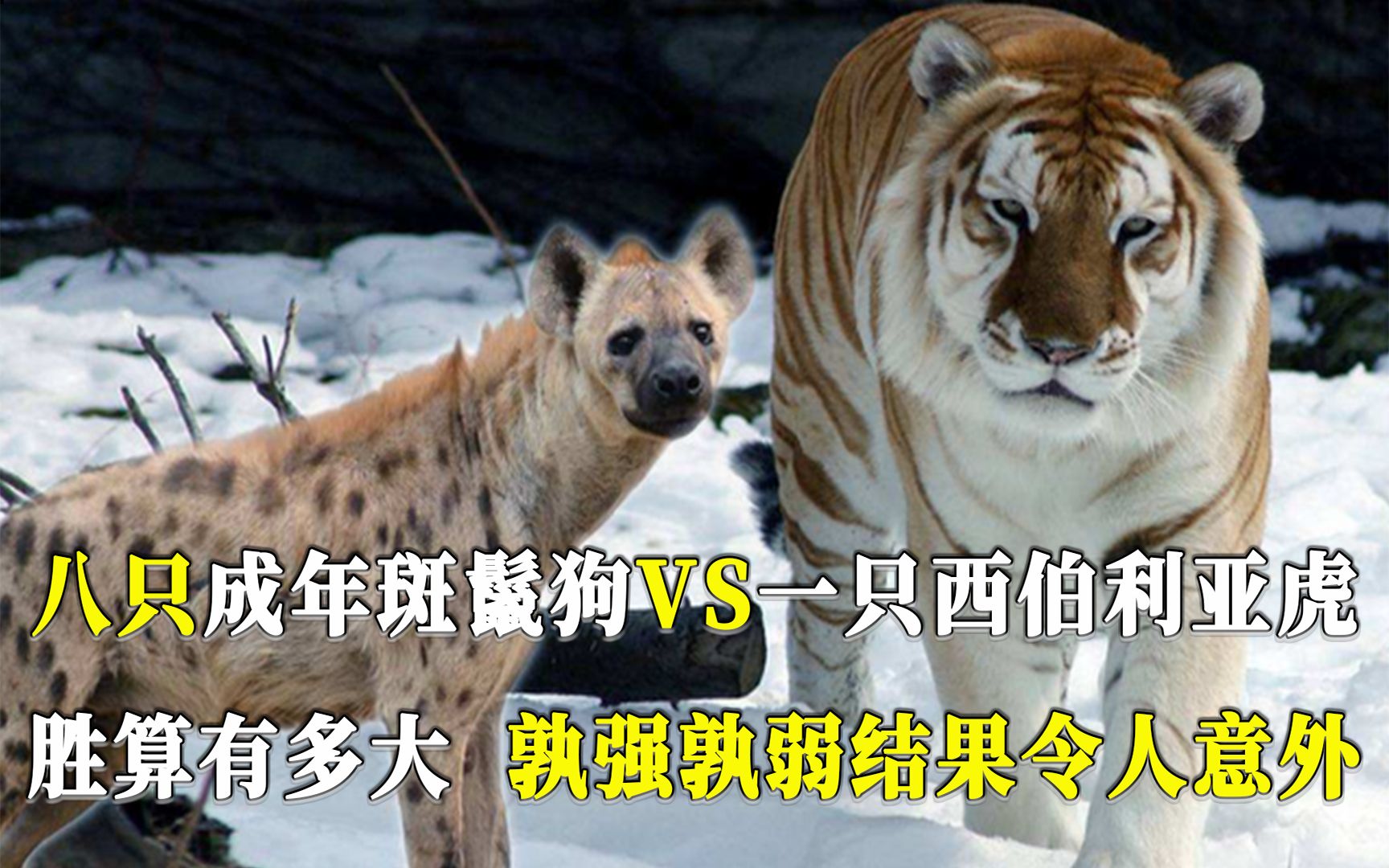 八只成年斑鬣狗，挑战一只西伯利亚虎，胜算有多大？结果令人意外