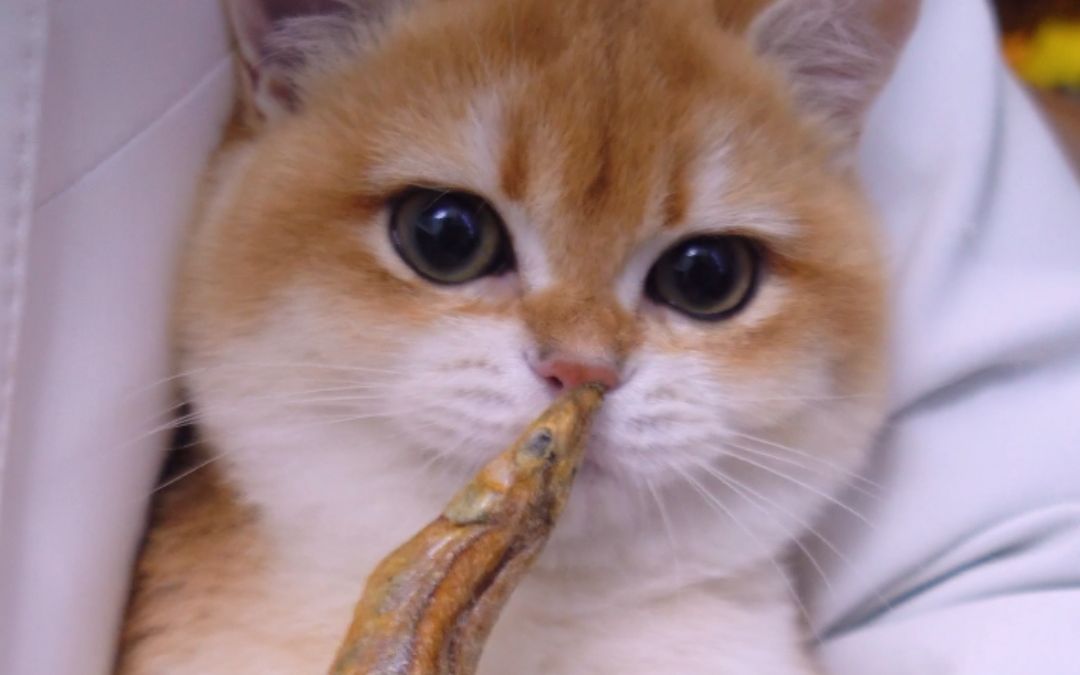 奶猫吃小鱼干 咔吱咔吱 满口酥脆