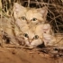 【沙丘猫】野生沙丘猫宝宝首次被人拍摄到