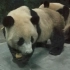 成就双好抵达杭州动物园熊猫馆【2016年9月20日晚录】