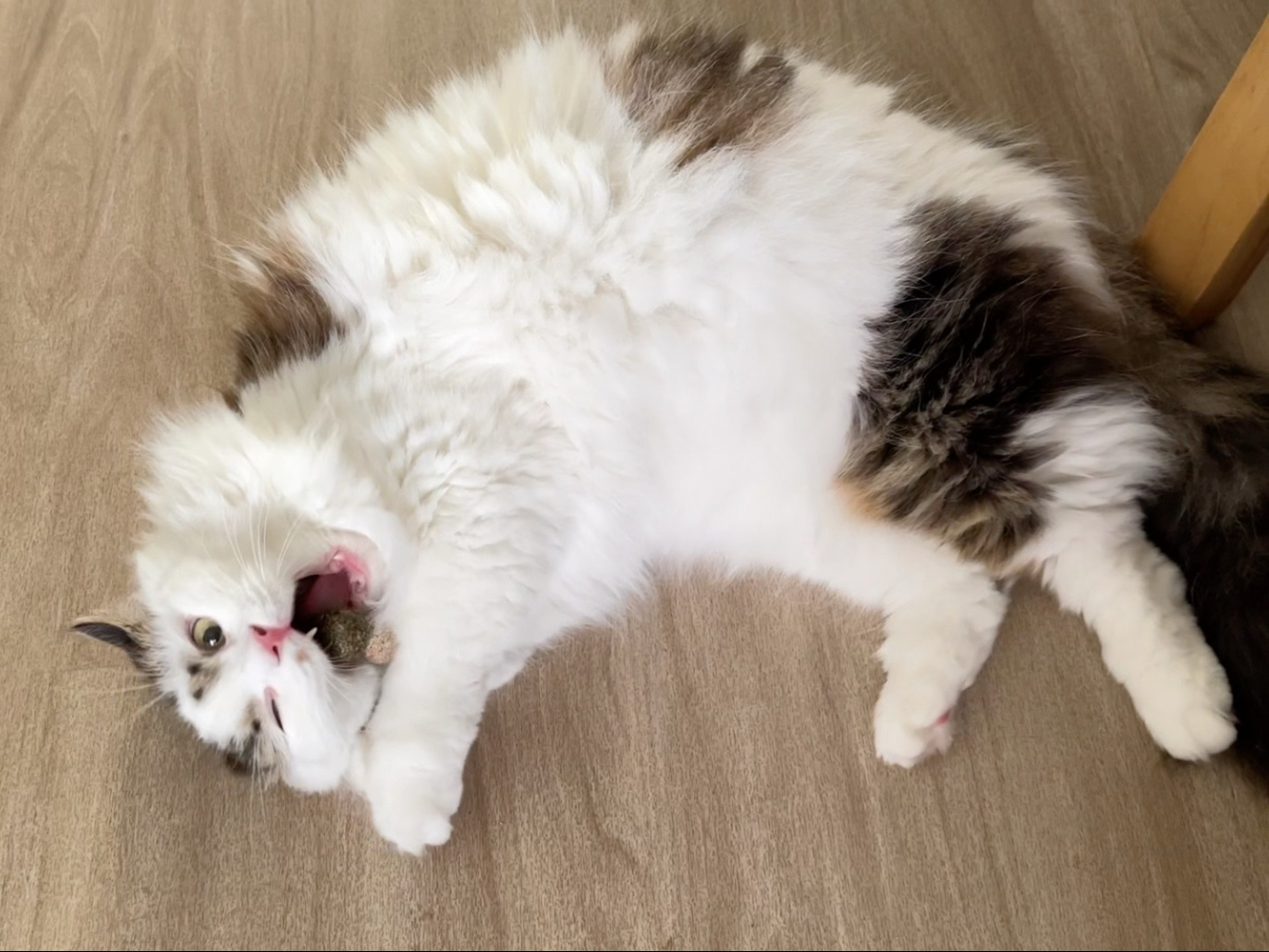 猫咪吃了猫薄荷打醉拳！胡晓慧vlog