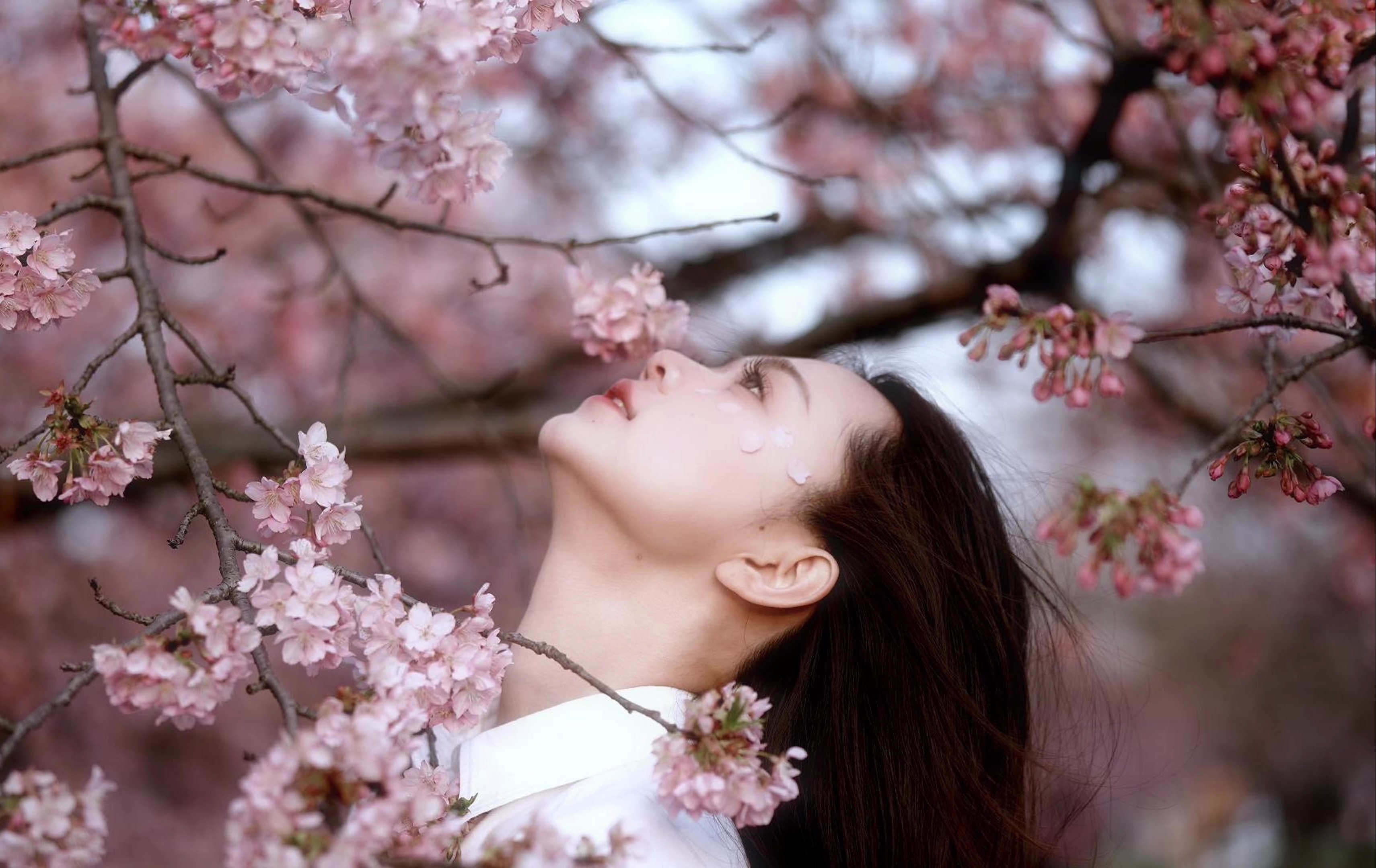 春日来信｜听说樱花飘落的速度是秒速五厘米