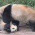 熊猫宝宝和盛的离家出走大作战！