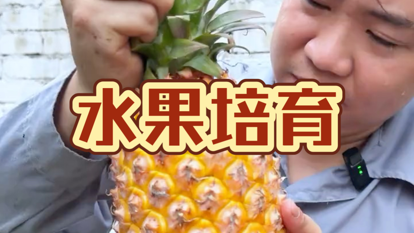#菠萝 #火龙果 #圣女果 教你在家种出水果来，有趣又简单