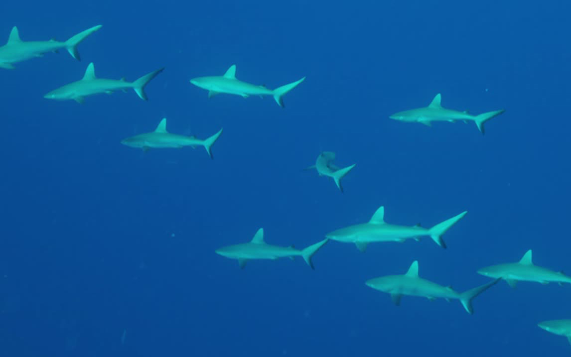 【追踪海洋巨兽】看点2-2：潜入幼鲨哺育基地观察鲨鱼宝宝~