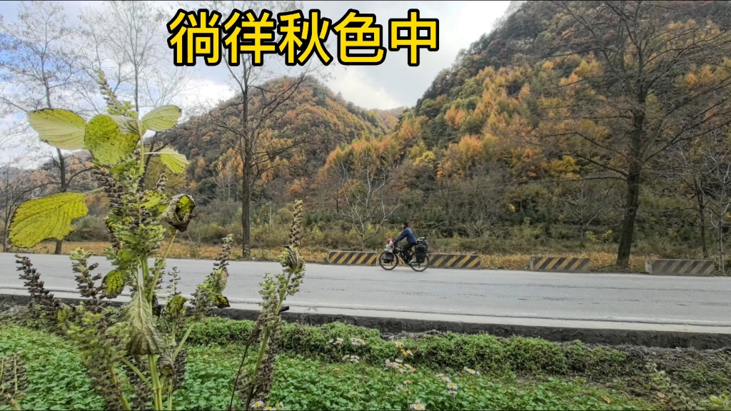 乡村山路 魔鬼坡度 差点累死在半路 西秦岭秋色正浓 漫步徜徉