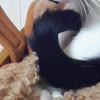 猫，在厕所，偷偷揉面