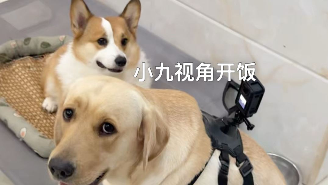 小九的视角喊开饭