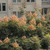 【厦门大学】栾树是一场盛大的秋天