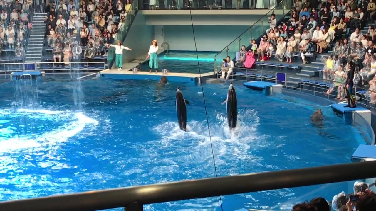 品川水族馆海豚表演1