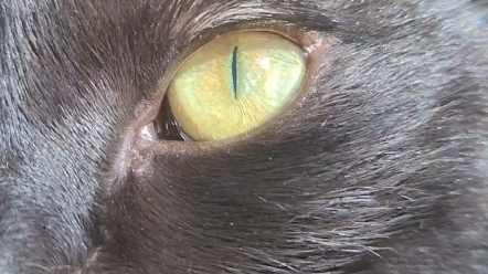 玄猫标准黄金眼