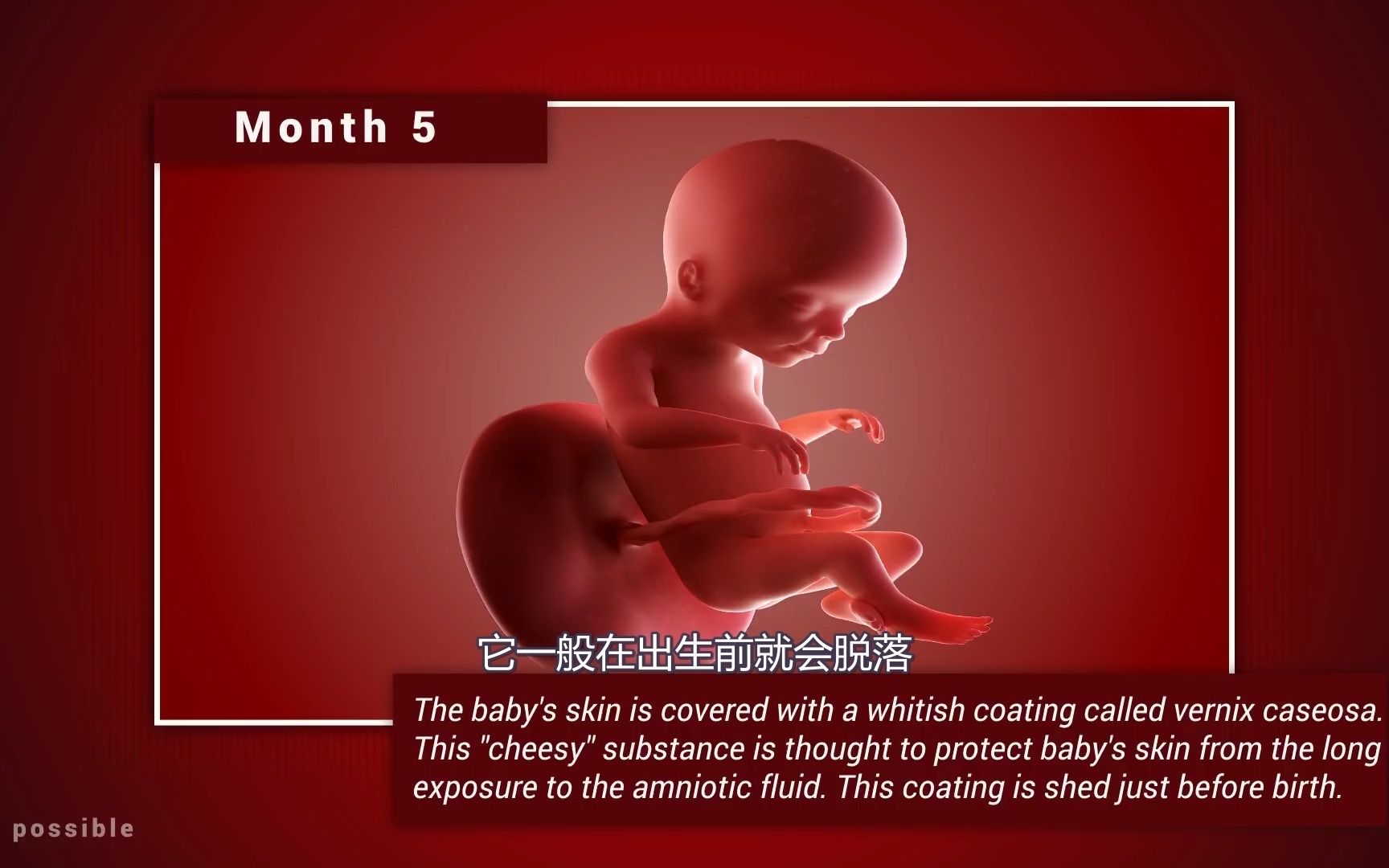 从小小的受精卵到足月的胎儿，这10个月它在子宫里经历了什么？