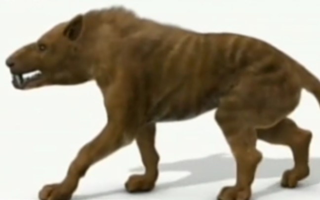 远古猎手：鬣齿兽。身长2米。体重45公斤。鬣齿兽从4000万年到2500万年前一直是地球上成功的捕食动物人们在地球七大洲上几乎都发现它们的遗憾它们的秘密武器是。
