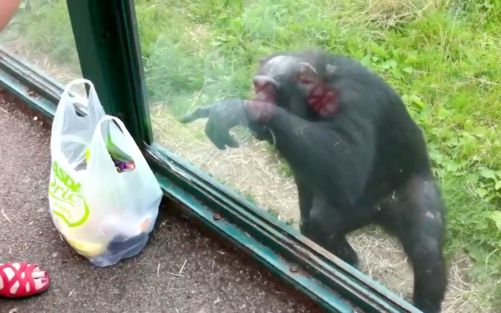 猩猩想喝饮料，游客表示给不了，结果猩猩立马指出了一条“密道”！