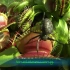 油管630万次播放 大自然里最强大的杀手植物  能杀死各种昆虫的捕蝇草  Top 20 _ Venus flytrap 