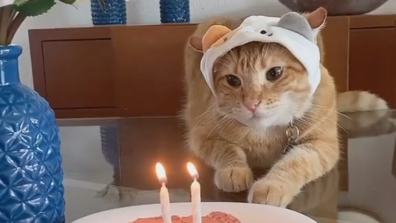 貓咪生日歌