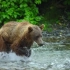 熊妈妈为保护熊崽，和凶猛灰熊搏斗，一部又萌又暖的纪录片