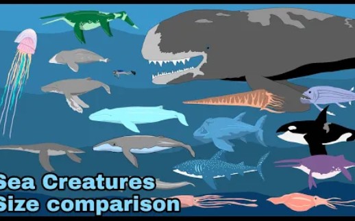 最大的海洋生物尺寸比较