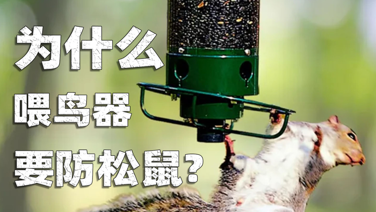 为什么喂鸟器要防松鼠？