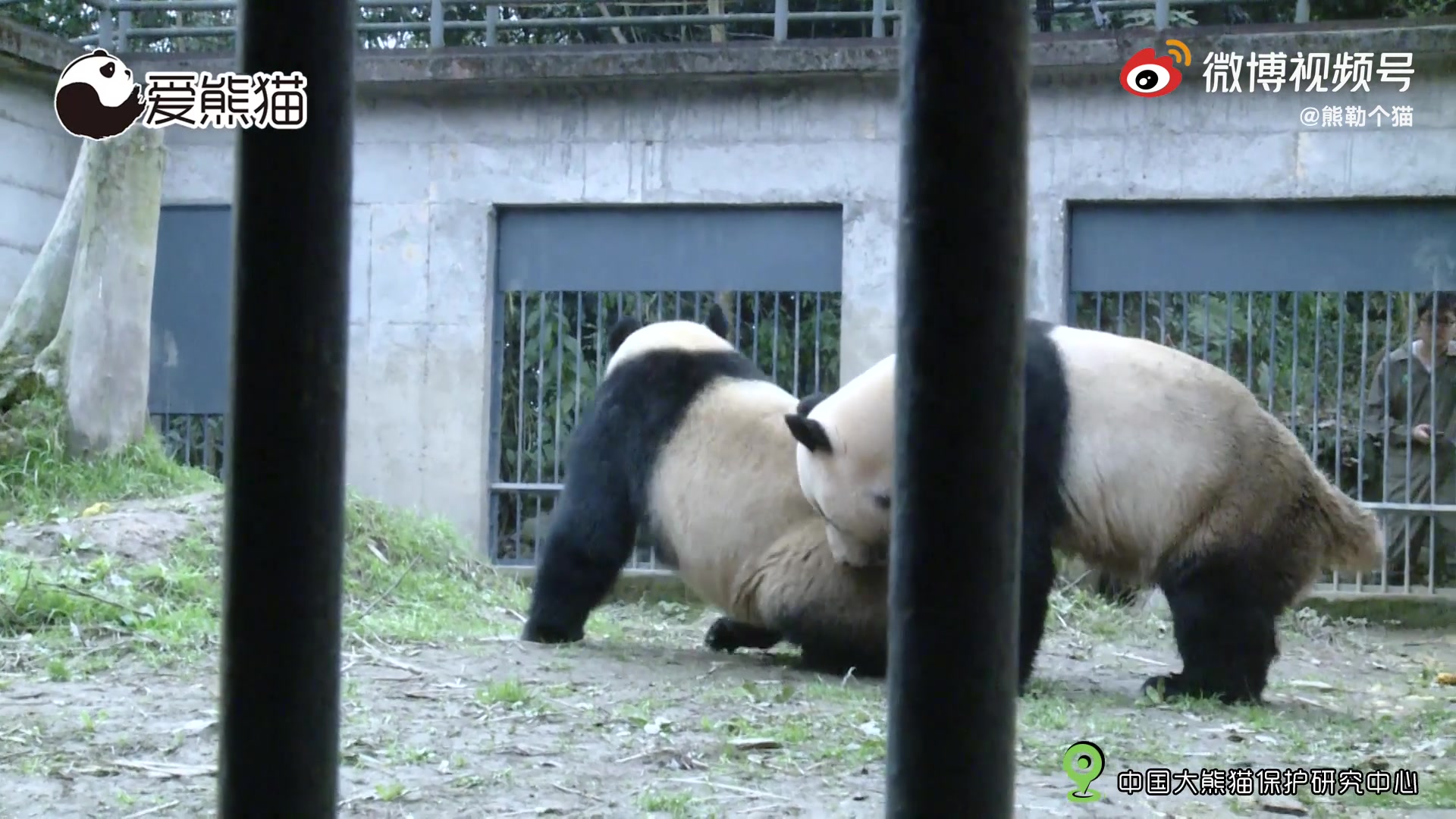 这个视频记录的是雌性大熊猫林冰和武岗在相亲时发生的故事