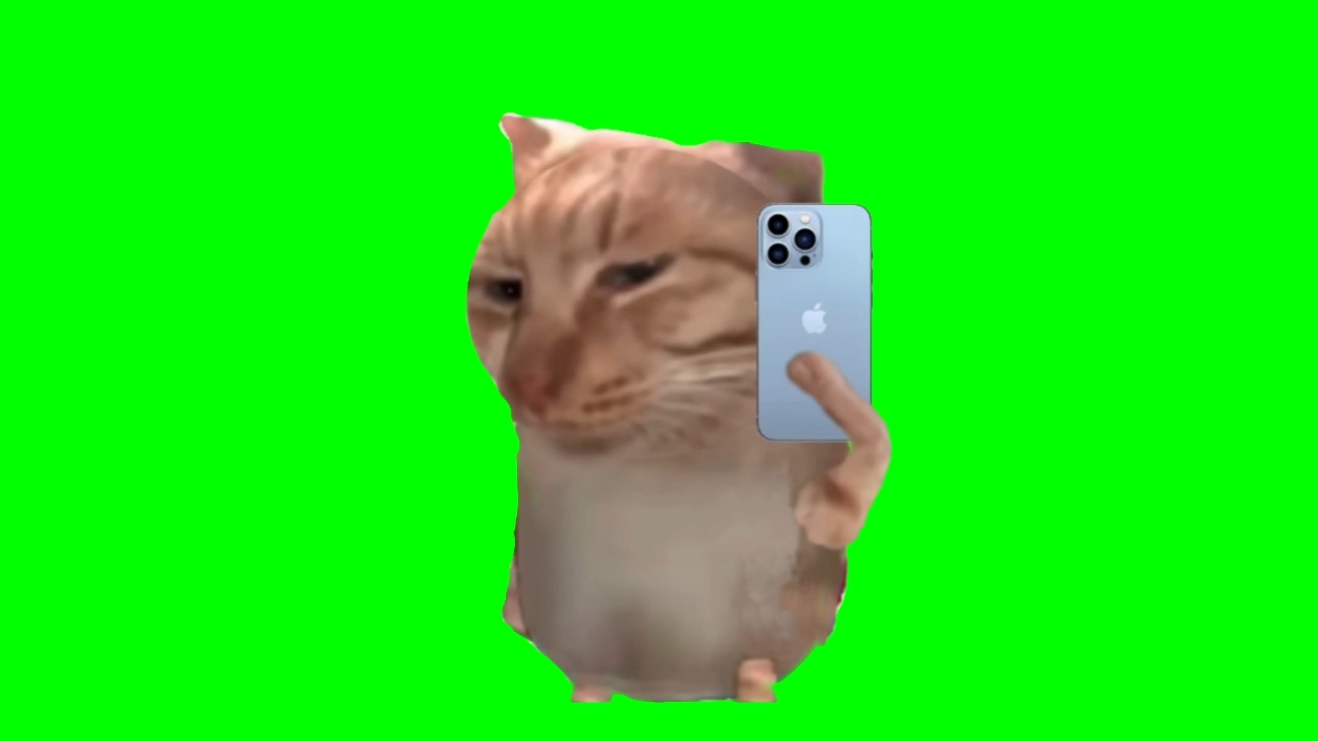 【高清无水印】打电话猫新鲜哥猫meme绿幕素材20秒