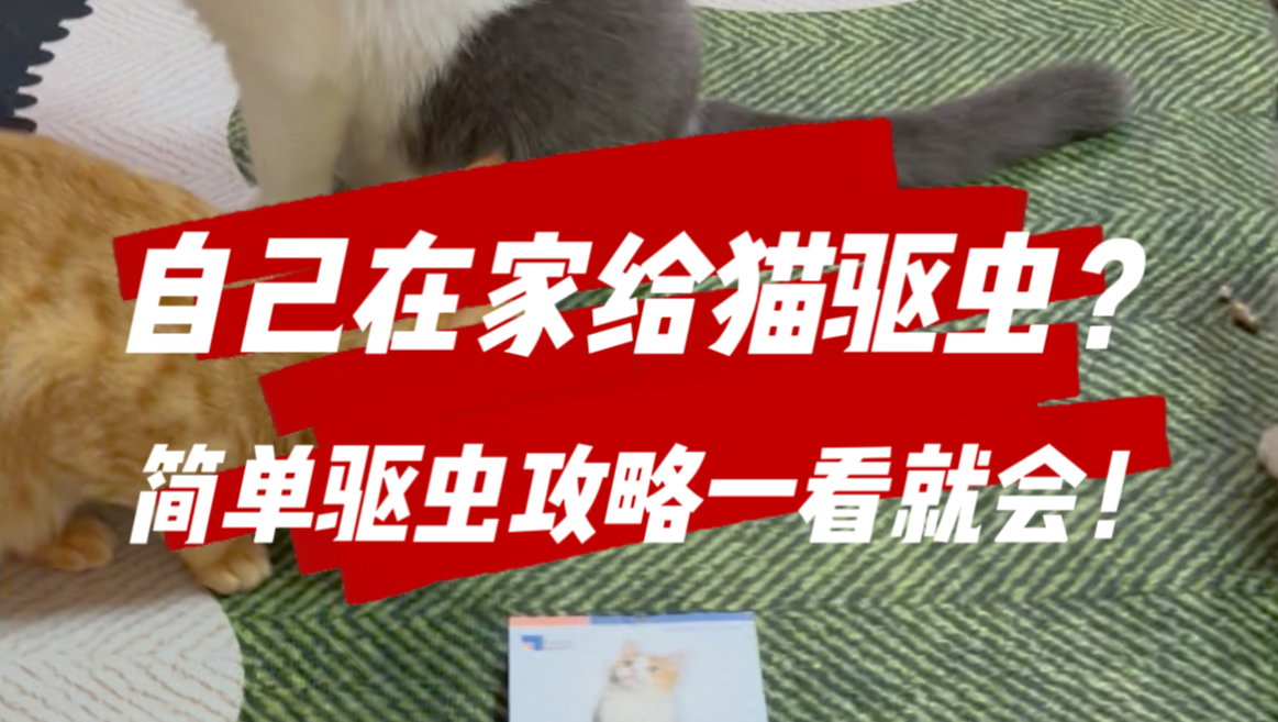 家里的猫到底需不需要驱虫？
