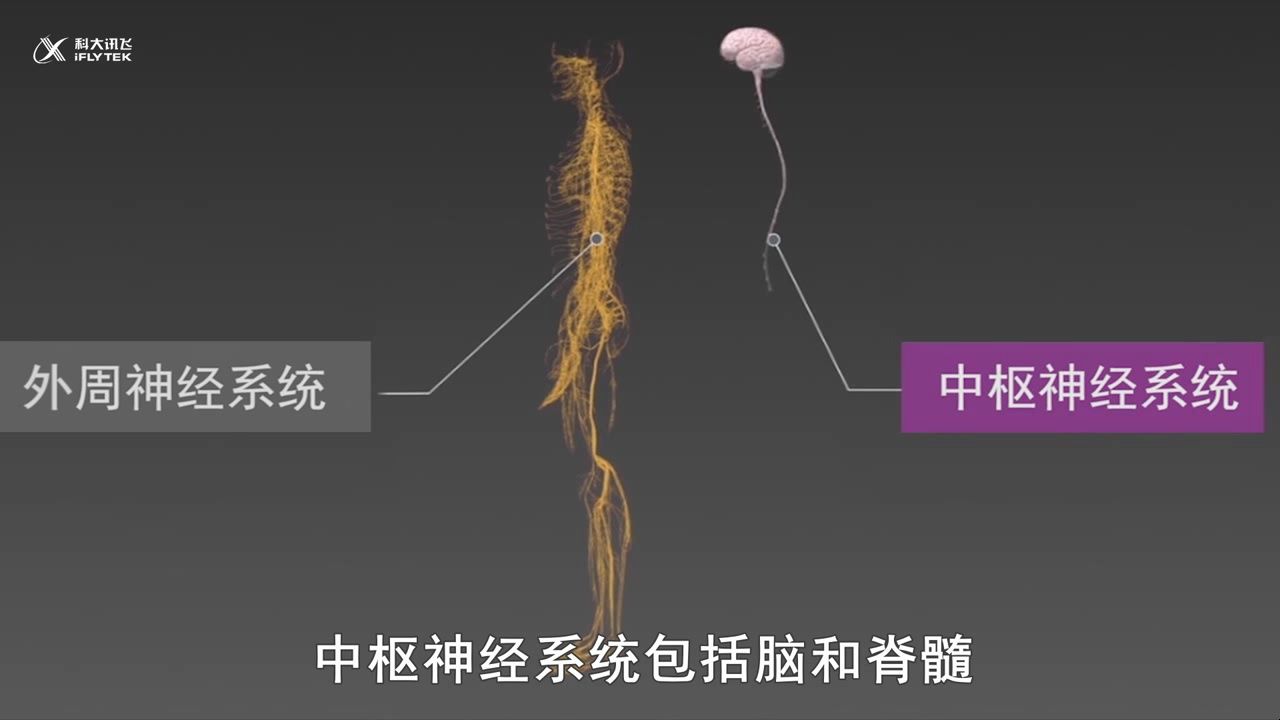 神经系统的基本结构