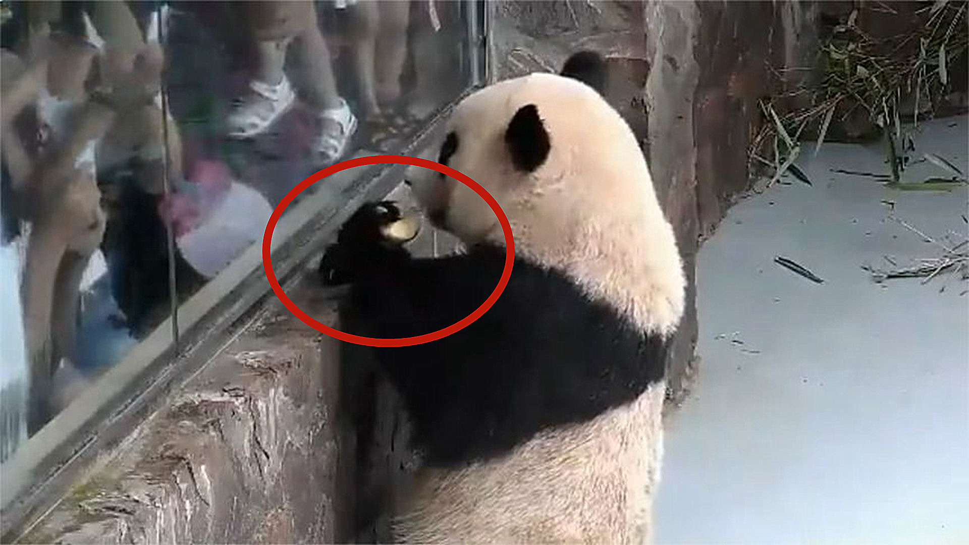 熊猫向游客炫耀苹果，下一秒被二货一把抢走了，脸上写满了委屈！