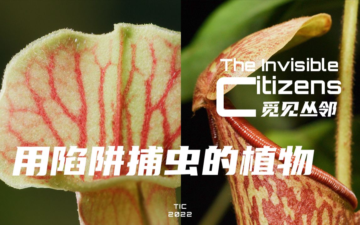 甜蜜陷阱-用叶子制作陷阱，用容器捕虫的植物