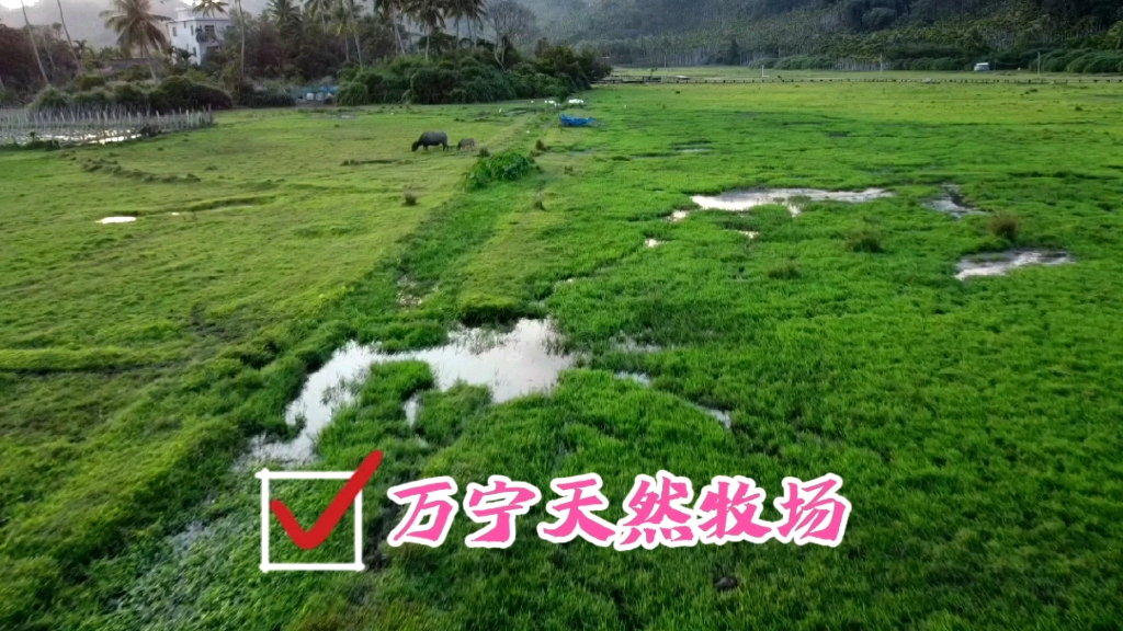 海南万宁桥海天然牧场