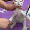 给猫剃毛没两个人按住怎么搞得定