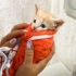 勇敢的小猫焦糖，第一次洗澡