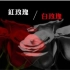  【渣剪】红玫瑰白玫瑰【K远/K源】
