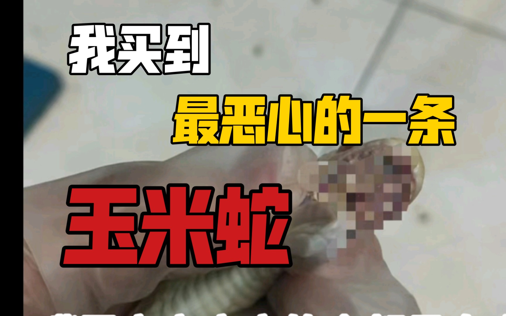 我怎么就老碰上这种事，真离奇的故事老是碰到病蛇（买宠物蛇、卖宠物蛇、购买宠物蛇、玉米蛇、王蛇、猪鼻蛇、黑王蛇、守宫、爬宠、宠物、玉米蛇饲养、宠物蛇饲养、宠物蛇）