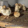 雏鸡第4天出现损耗，弱雏逐渐淘汰，这个时候不能心软，该扔就扔