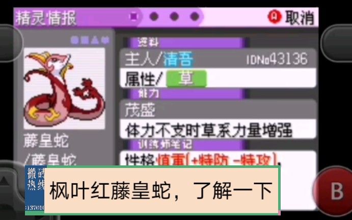 红色的藤皇蛇你见过没