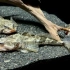 海之中道海洋世界饲养的松江鲈