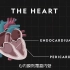 The heart,看看你的心脏市如何工作的，一天十万次的跳动，善待你的❤️