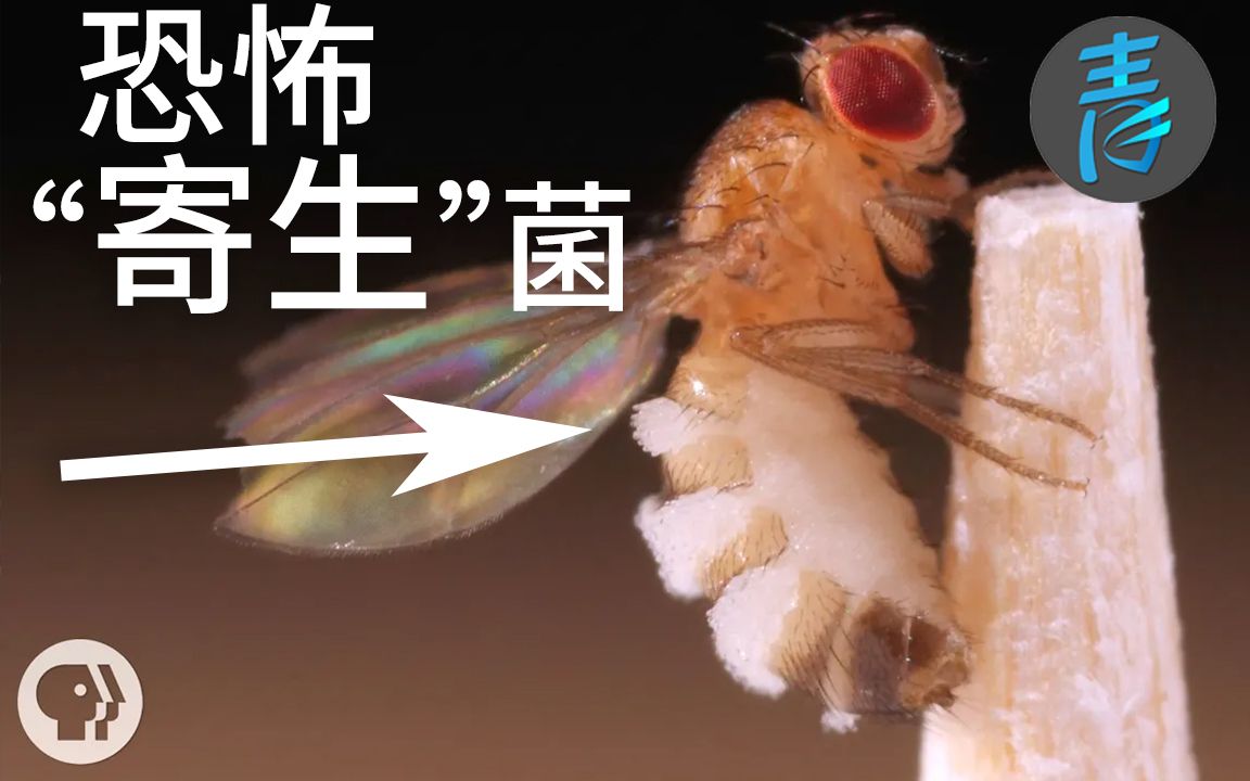 这种寄生菌能把果蝇变成僵尸青知字幕组