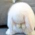 小白兔在洗脸「梳理毛发」的时候才是最萌的