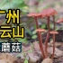 初春，在白云山采蘑菇吃