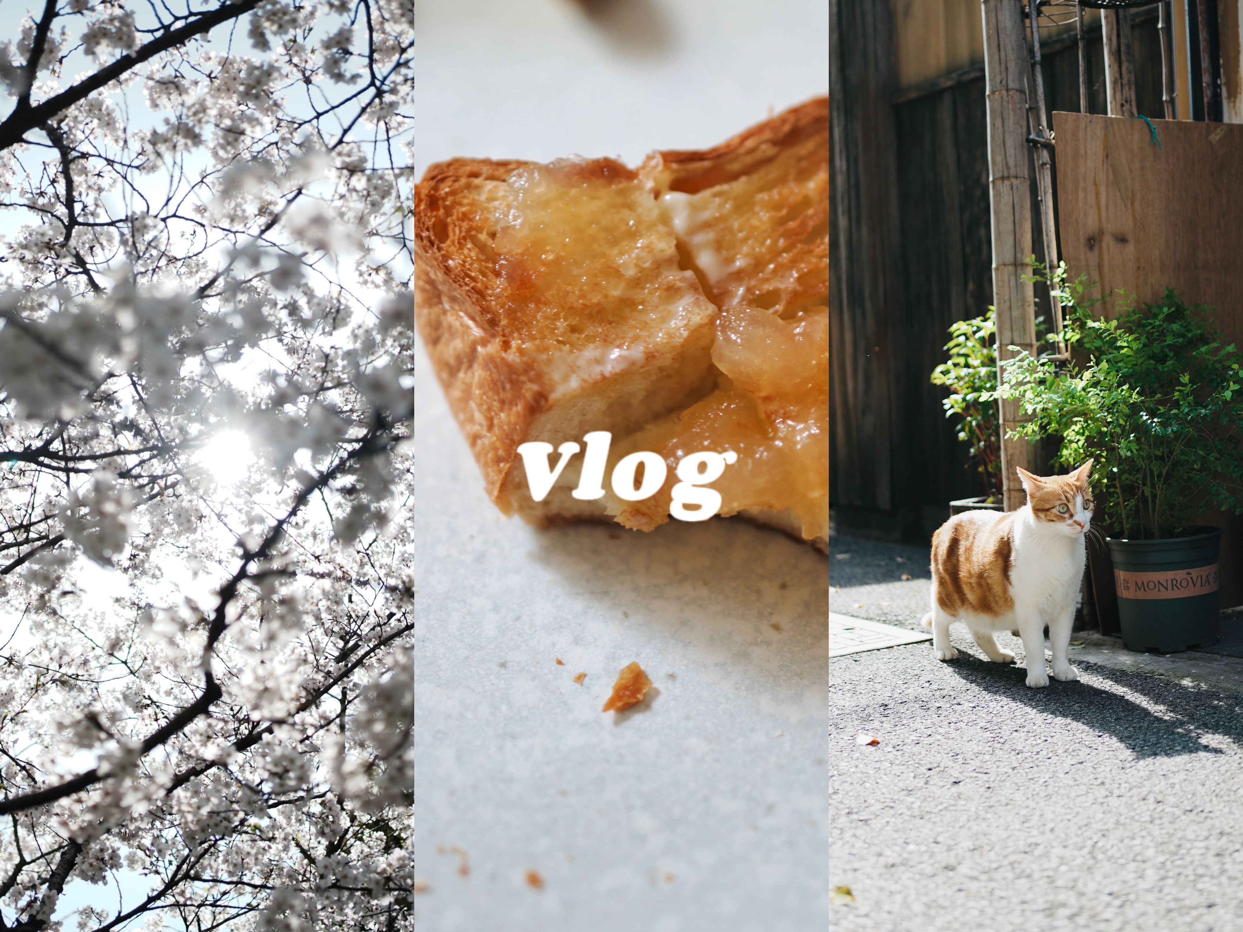 [Vlog#12]上海日常生活。短暂的花期//最近猫运不错//悠闲早餐//爵士演出//山本刚三重奏//雨天//猛犸包吃到了